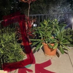 Free Small Clay Potted Plant Might Be Heavy Bring Your Own Help 92105 