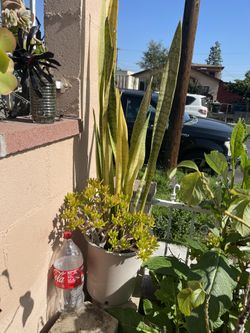 Suculentas A 10 Dolares Cada Una