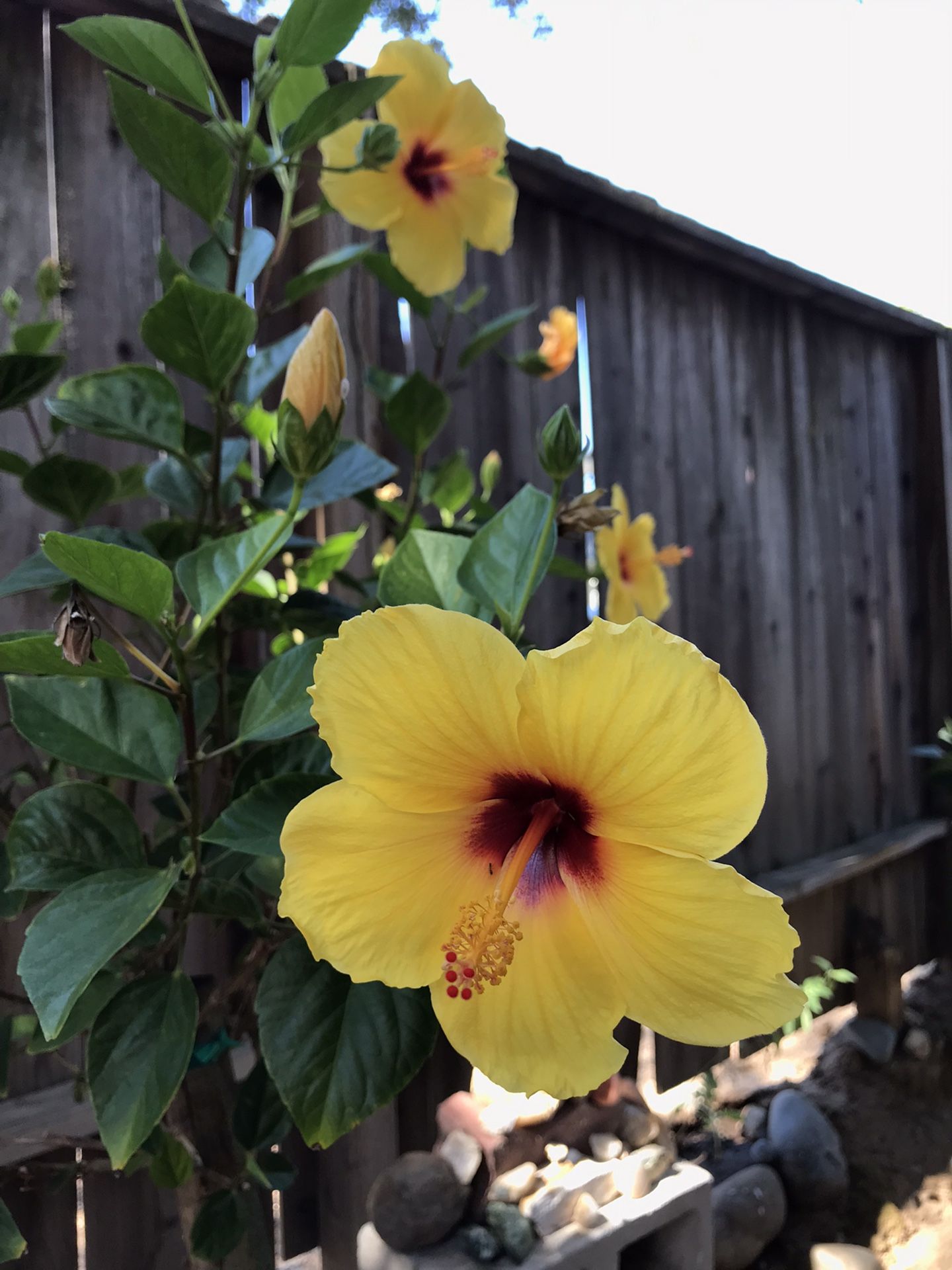Hawaiian Yellow Hibiscus 4 Foot Tall Potted Flowering