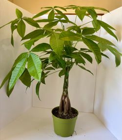 Braided money tree pot c