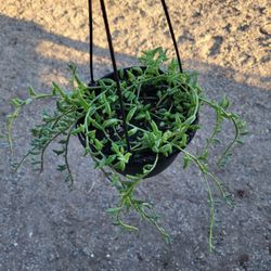 String Of Dolphins  Plant 6" Pot 9