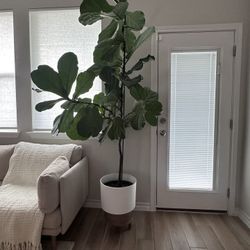 REAL!!!!! Stunning 7.5 ft Fiddle Leaf Fig Tree – Lush & Statement-Making