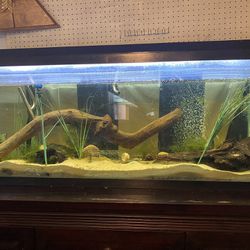 full fish tank setup