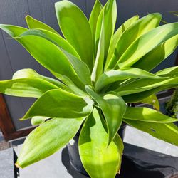 STRIKING 3.5 Gallons Foxtail, Agave Attenuata