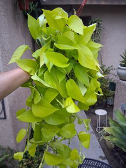 Large N E O N Pothos Plant $38