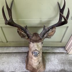 Large Vintage Taxidermy Buck Deer Wall-mount