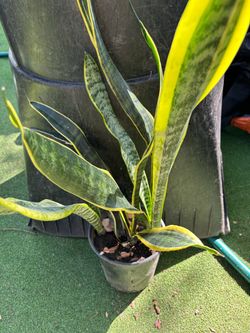 Plant