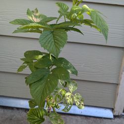  Raspberry Garden Variety Organic (The Bush).Price negotiable