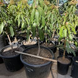 mahachanok tree