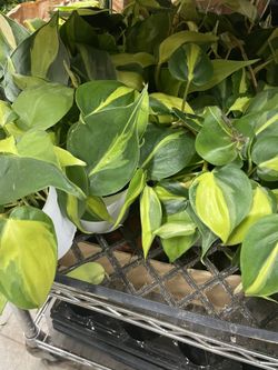 Plant