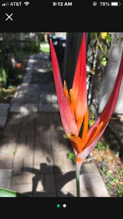 Parrots Beak Or Fake Bird Of Paradise
