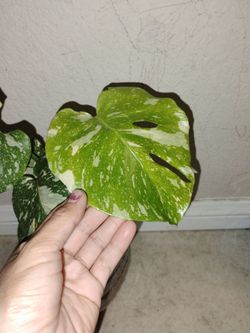 Monstera thai constellation split leaf