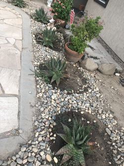 Small Palms