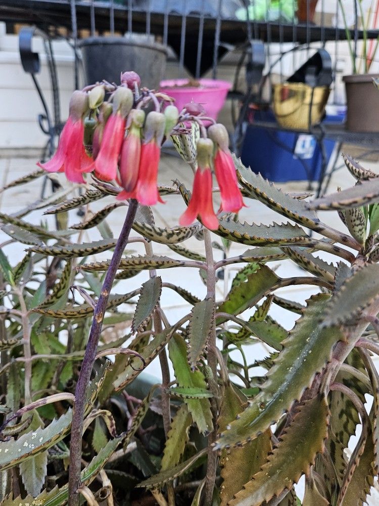 Mother Of Thousands Plant