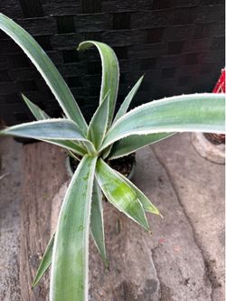 Succulent