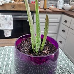 Aloe Plant In Small Glass Container 