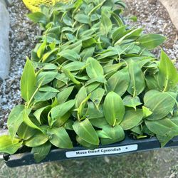 🍌 Dwarf Cavendish Banana Plant 🍌