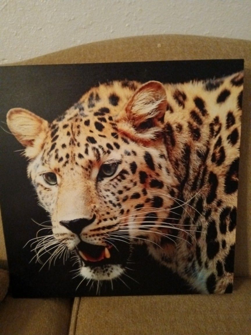 Tiger Picture