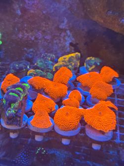 Fake Coral decoraciones
