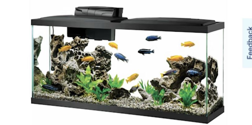 40 Gallon aquarium