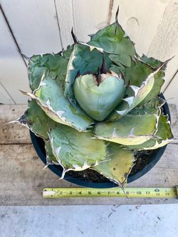 Agave titanota 'Black and Blue'