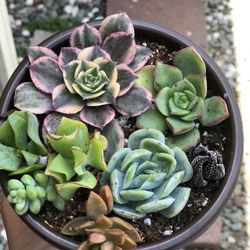 Succulents 