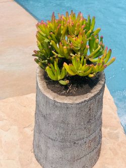 Unique palm tree pot with succulents