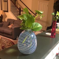 Real Plant With Very Nice Vase