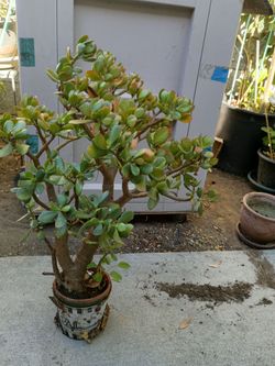 Large Jade Plant in Pot