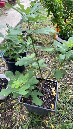 Chicago hardy fig tree