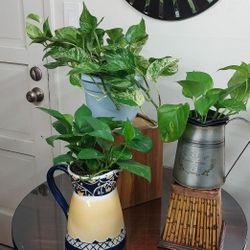 Pothos Plants