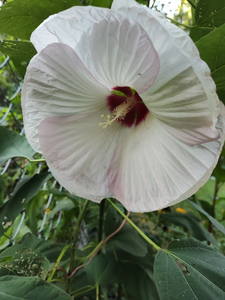 Plant