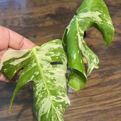 Monstera Albo Two Leaf Cutting W/3rd Leaf About To Come Out