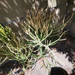 Pencil Cactus (Euphorbia Enterophora)
