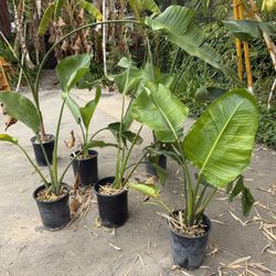 Giant Bird Of Paradise Plants 