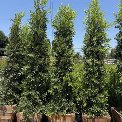 Ficus Nitida Indian Laurel Hedge