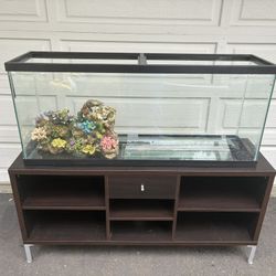 55 Gallon Fish Tank Setup 