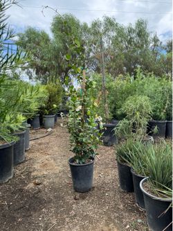 Star Jasmine 5 gal on stake