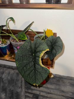 Alocasia Melo Corm