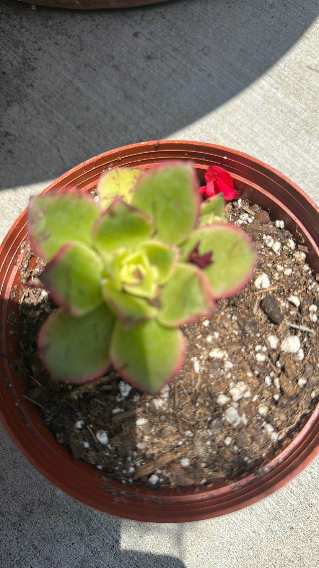 KIWI SUCCULENTS PLANTS