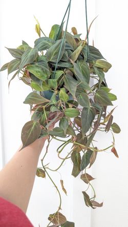 Philodendron Mican Plant 6" Pot - Indoor House Plants 