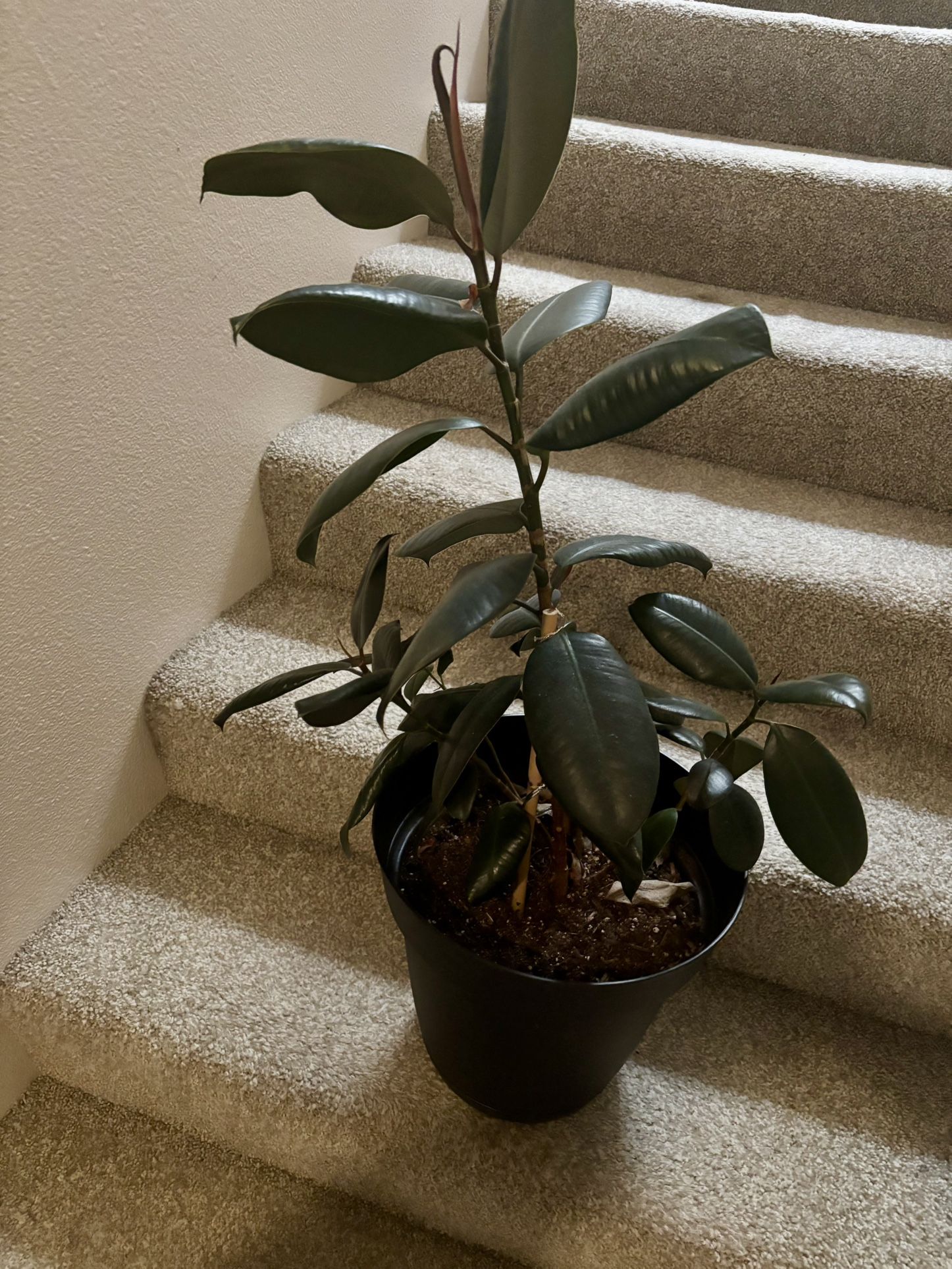 Plant and Pot