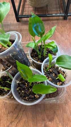 Bird of paradise props FREE WITH PURCHASE