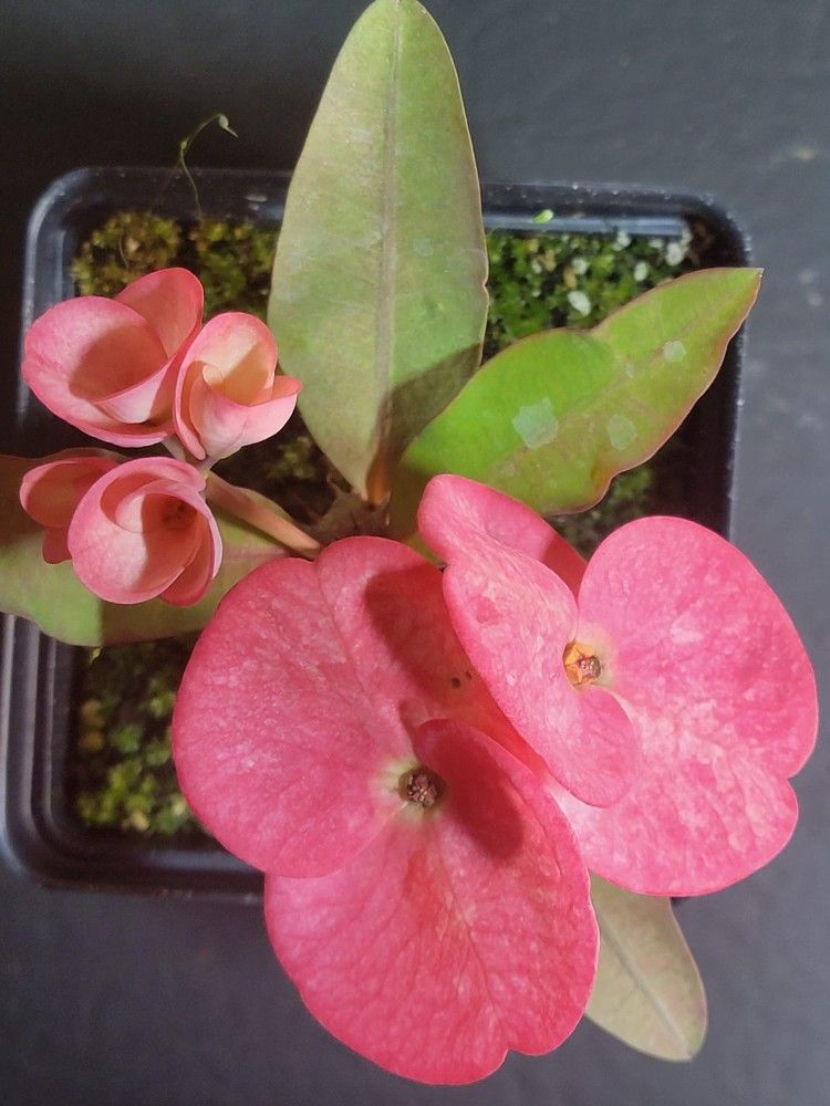 Coronas de Cristo (Magnolia Blossom)