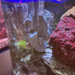 Tank Saltwater Decoration