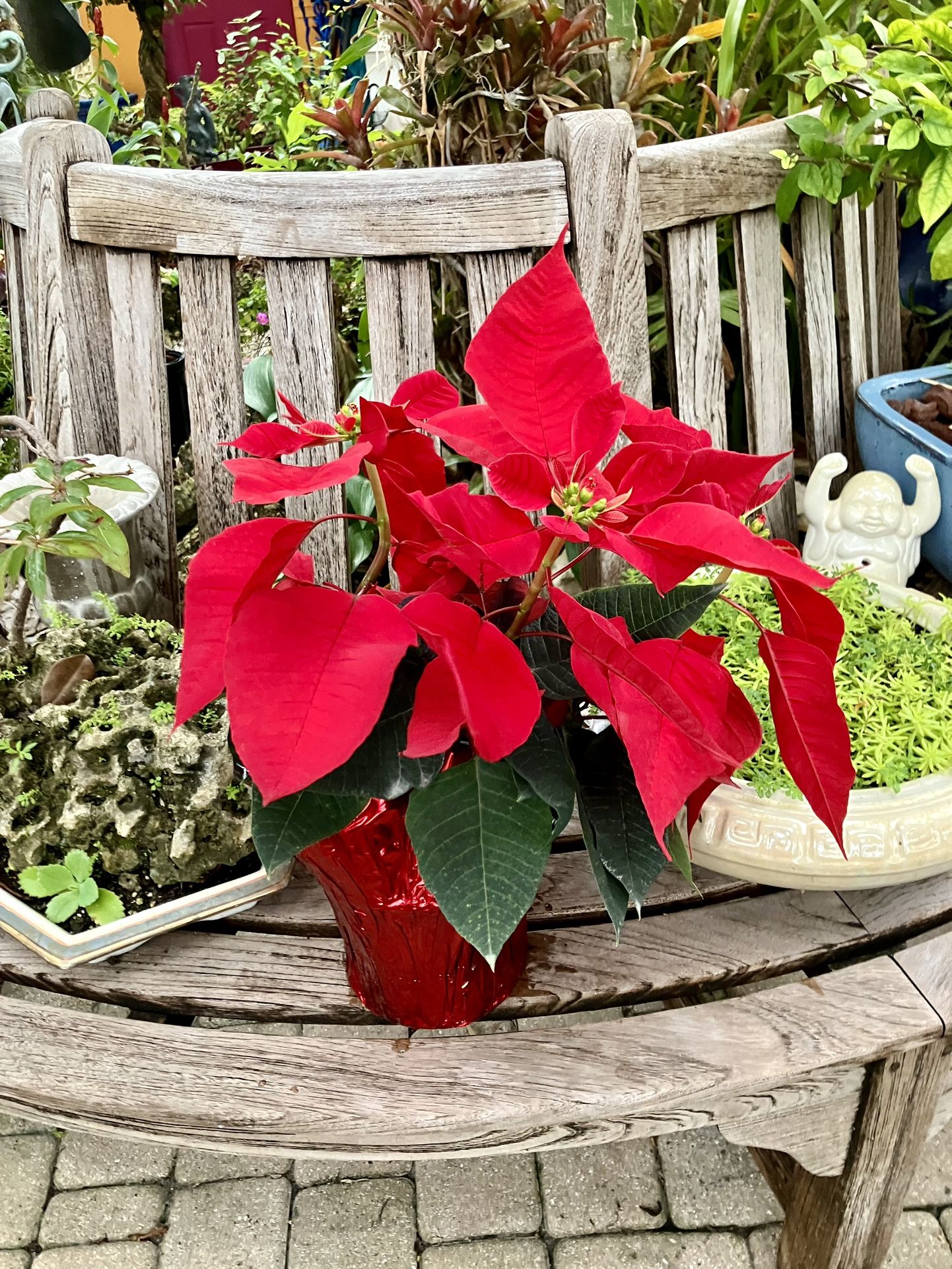 Poinsettia Plant