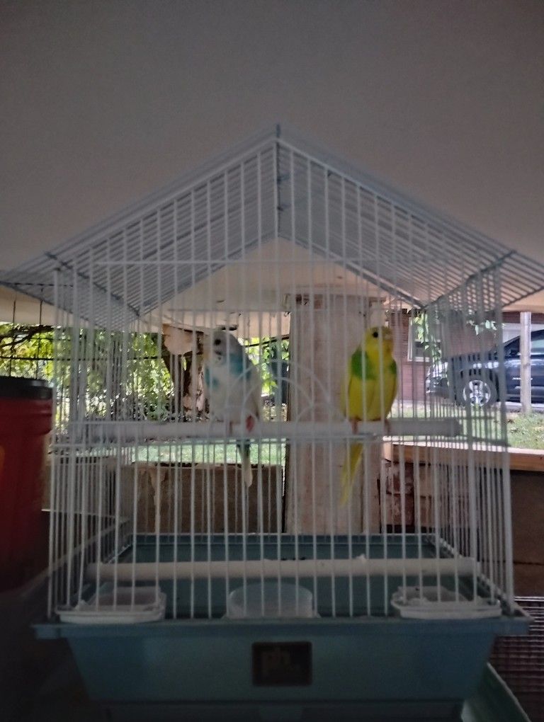 For Sale Cage Of Birds