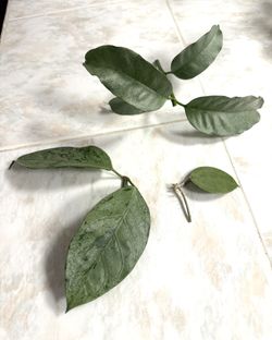 Hoya Silver Cuttings Bundle