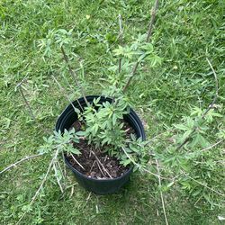 Vitex  tree