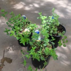 Spearmint Plants 